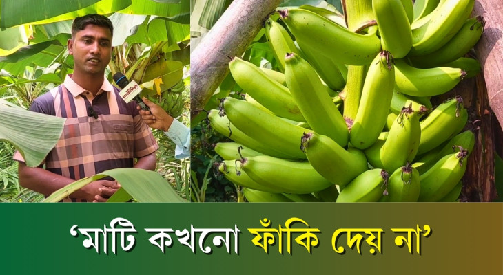 একই জমিতে কলার সাথে বস্তায় আদা চাষ | Harvesting | Ginger | Banana | কৃষি রূপ